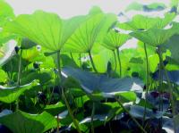 Albums/20060800-China Aug 2006/20060804-Shenyang University/56